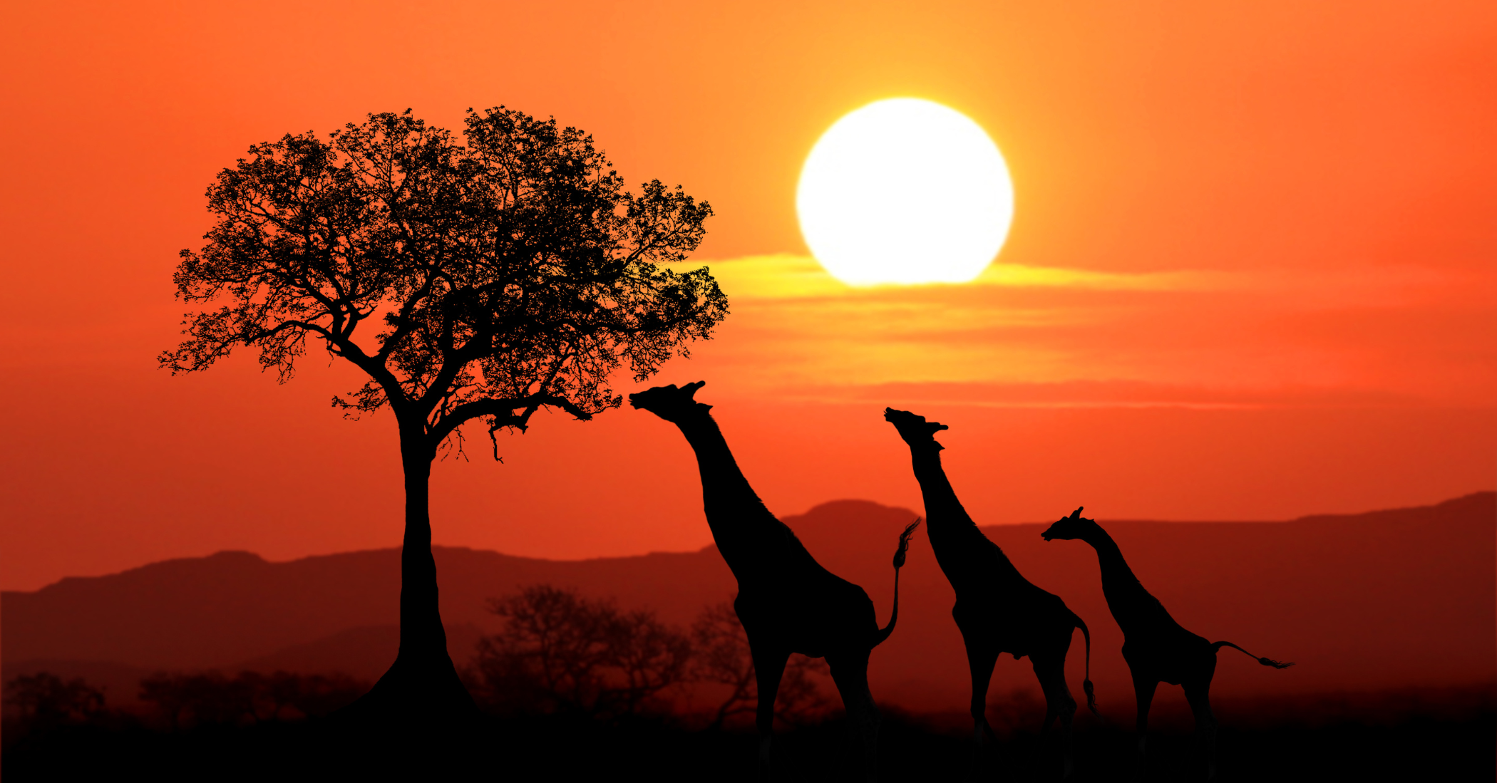 sudafrica safari viaggio dalla Sicilia